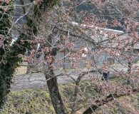 0408鮎河の千本桜(うぐい川　